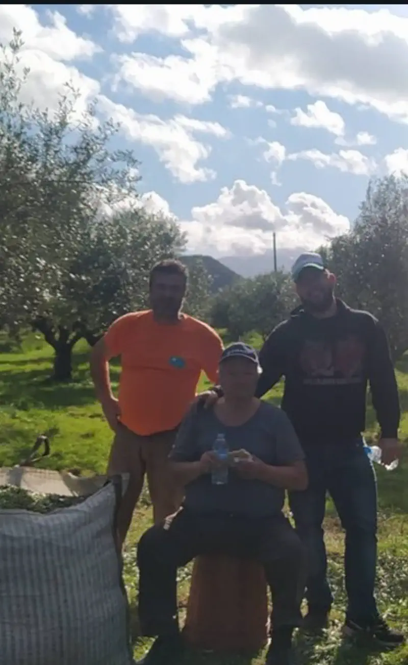Ο Νίκος με τον παππού του και τον θείο του στον ελαιώνα, κατά τη διάρκεια της συγκομιδής