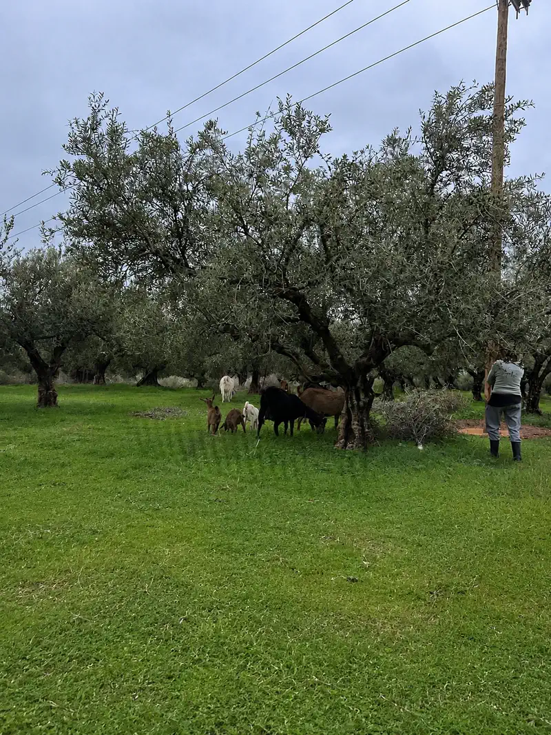 Ο ελαιώνας της KÝPARIS στη Μεσσηνία ανάμεσα σε δύο συγκομιδές