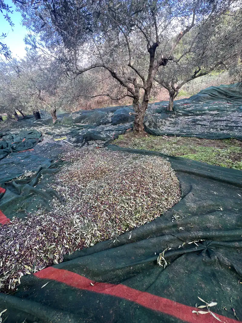 Δίχτυα απλωμένα κάτω από τις ελιές, γεμάτα καρπό