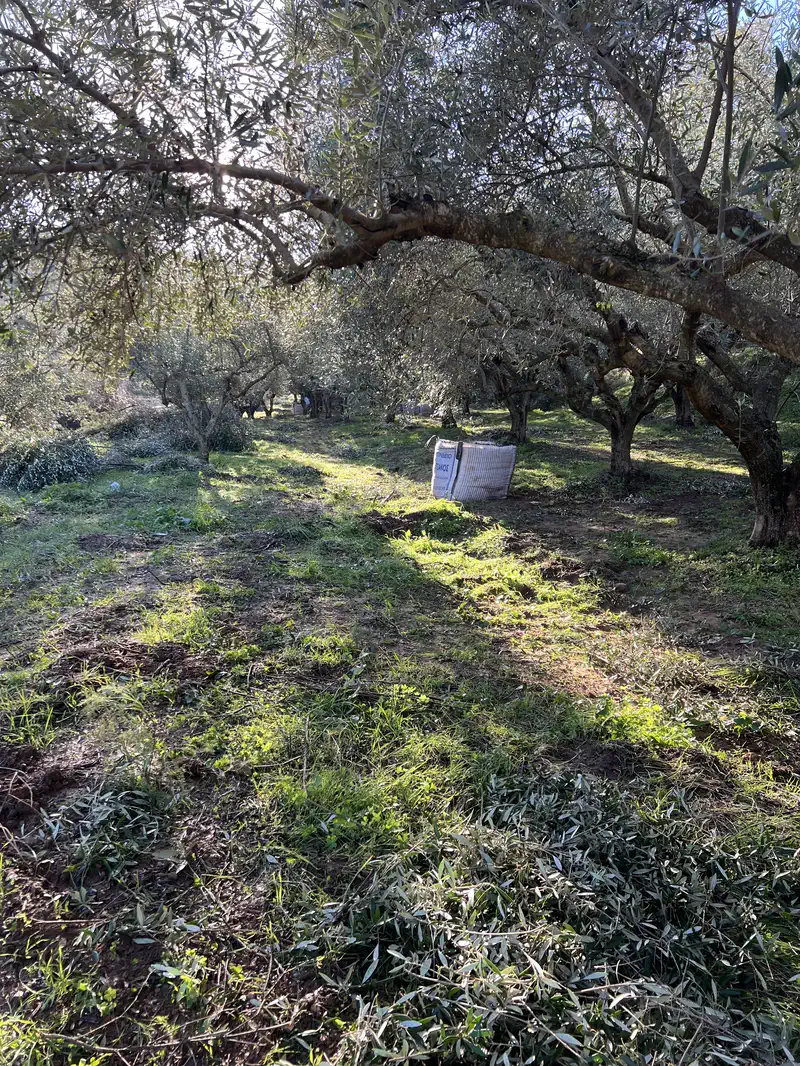 Φως που περνά ανάμεσα από τα κλαδιά των ελαιόδεντρων