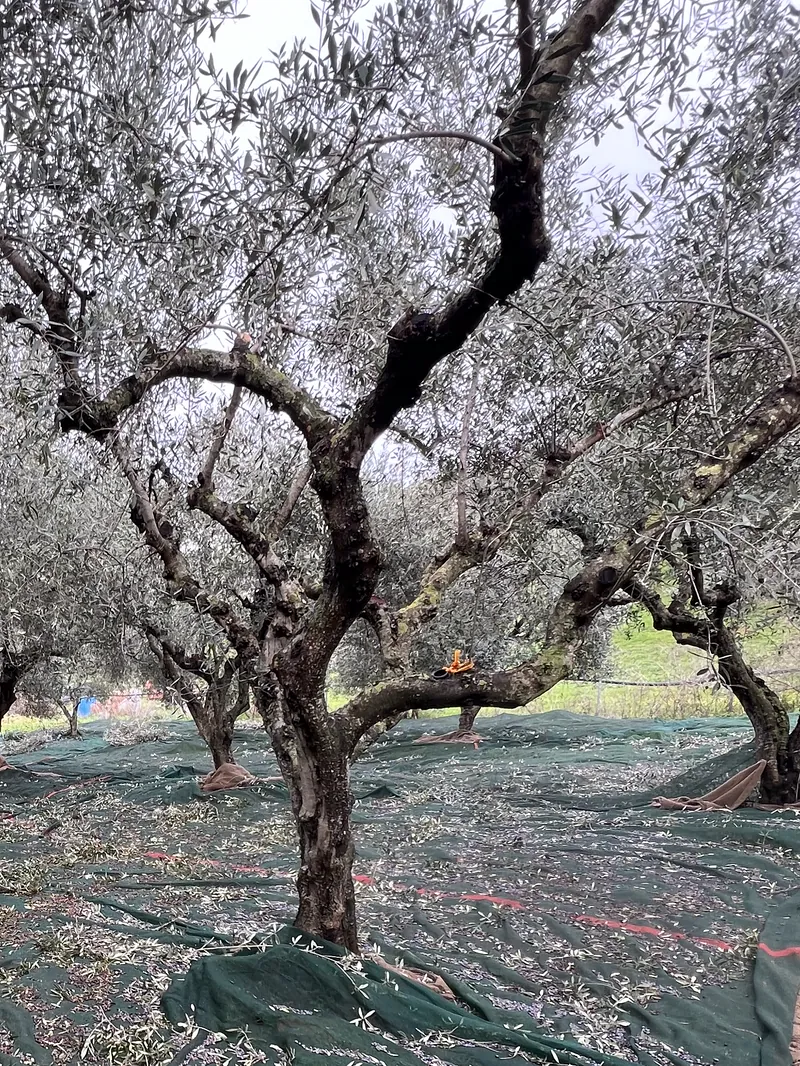 Ελιά με ανοιχτά κλαδιά και τα δίχτυα ήδη απλωμένα από κάτω